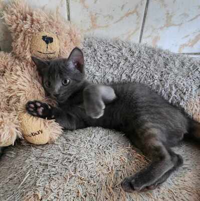 Kätzchen Rufus und Tess kuscheln gern, EKH Jungtier - Kater