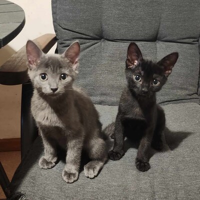 Kätzchen Rufus und Tess kuscheln gern, EKH Jungtier - Kater