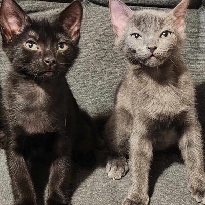 Kätzchen Rufus und Tess kuscheln gern, EKH Jungtier - Kater