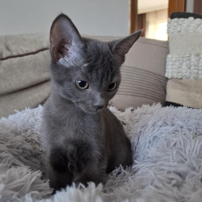 Kätzchen Rufus und Tess kuscheln gern, EKH Jungtier - Kater