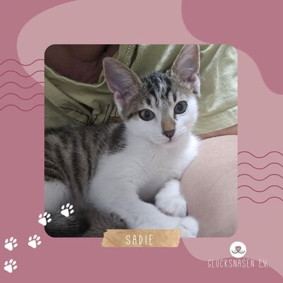 Kätzchen Sadie möchte bei Dir einziehen, EKH Jungtier - Katze
