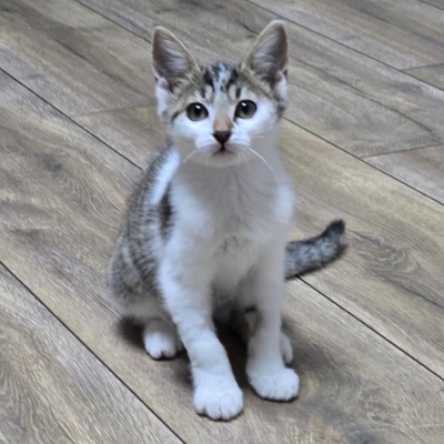 Kätzchen Sadie möchte bei Dir einziehen, EKH Jungtier - Katze