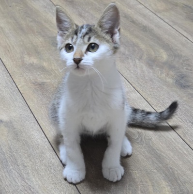 Kätzchen Sadie möchte bei Dir einziehen, EKH Jungtier - Katze