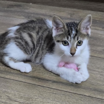 Kätzchen Sadie möchte bei Dir einziehen, EKH Jungtier - Katze