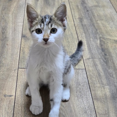 Kätzchen Sadie möchte bei Dir einziehen, EKH Jungtier - Katze