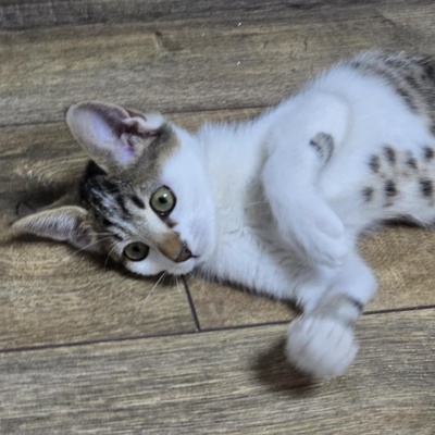 Kätzchen Sadie möchte bei Dir einziehen, EKH Jungtier - Katze