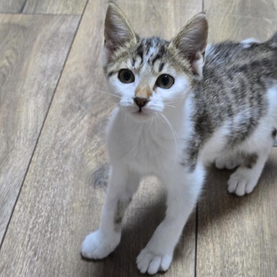 Kätzchen Sadie möchte bei Dir einziehen, EKH Jungtier - Katze