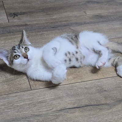 Kätzchen Sadie möchte bei Dir einziehen, EKH Jungtier - Katze