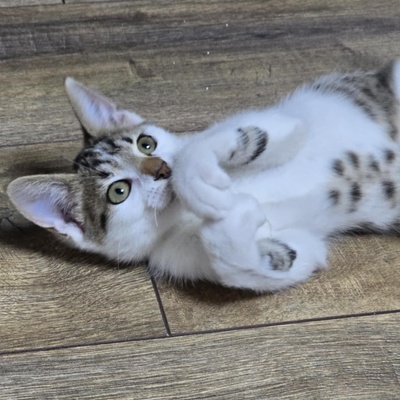 Kätzchen Sadie möchte bei Dir einziehen, EKH Jungtier - Katze