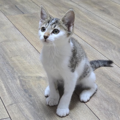 Kätzchen Sadie möchte bei Dir einziehen, EKH Jungtier - Katze