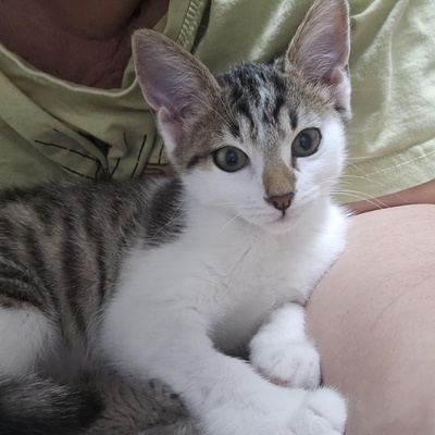Kätzchen Sadie möchte bei Dir einziehen, EKH Jungtier - Katze