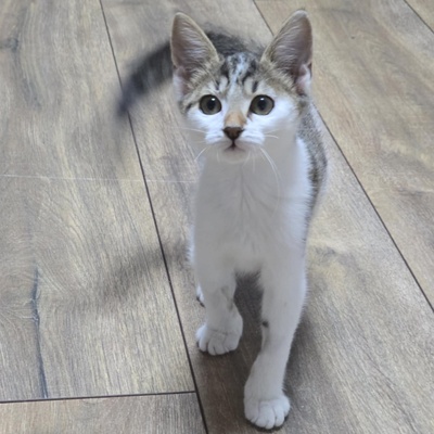Kätzchen Sadie möchte bei Dir einziehen, EKH Jungtier - Katze