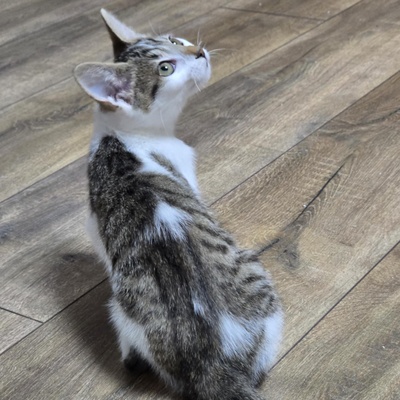 Kätzchen Sadie möchte bei Dir einziehen, EKH Jungtier - Katze