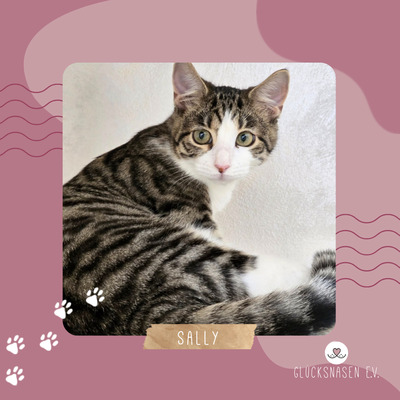 Kätzchen Sally hat schon ihren Koffer gepackt