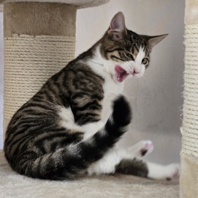 Kätzchen Sally hat schon ihren Koffer gepackt, EKH Jungtier - Katze