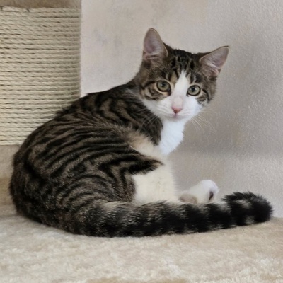 Kätzchen Sally hat schon ihren Koffer gepackt, EKH Jungtier - Katze