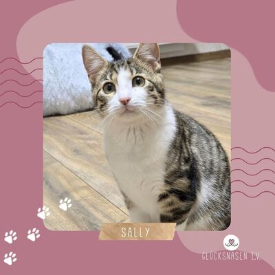 Kätzchen Sally hat schon ihren Koffer gepackt