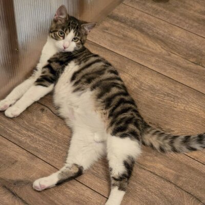 Kätzchen Sally hat schon ihren Koffer gepackt, EKH Jungtier - Katze