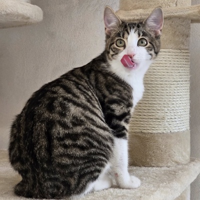 Kätzchen Sally hat schon ihren Koffer gepackt, EKH Jungtier - Katze