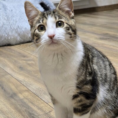 Kätzchen Sally hat schon ihren Koffer gepackt, EKH Jungtier - Katze