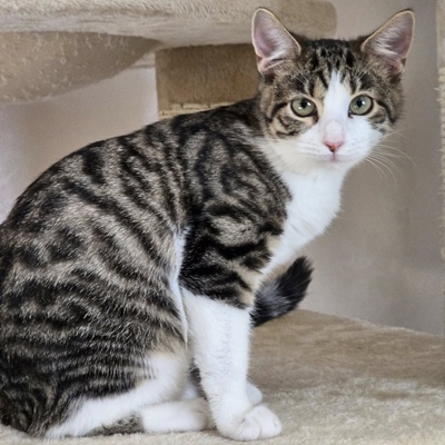 Kätzchen Sally hat schon ihren Koffer gepackt, EKH Jungtier - Katze