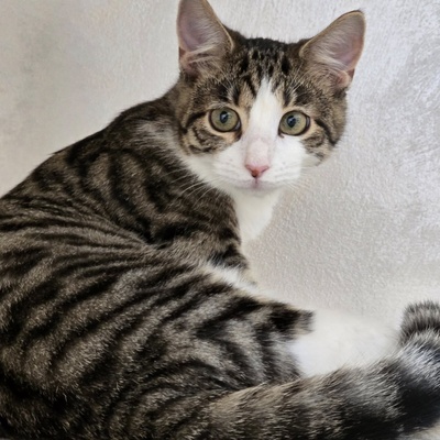 Kätzchen Sally hat schon ihren Koffer gepackt, EKH Jungtier - Katze