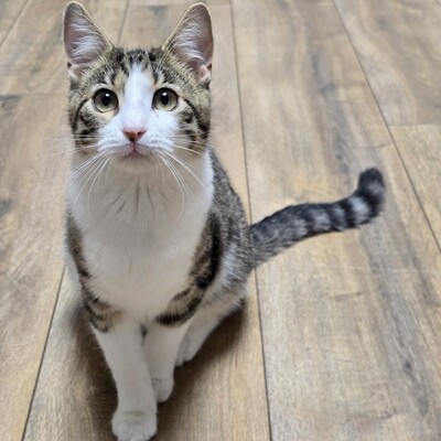 Kätzchen Sally hat schon ihren Koffer gepackt, EKH Jungtier - Katze