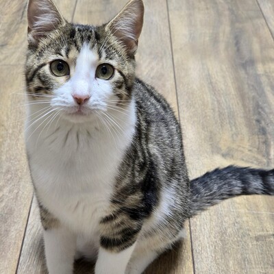 Kätzchen Sally hat schon ihren Koffer gepackt, EKH Jungtier - Katze