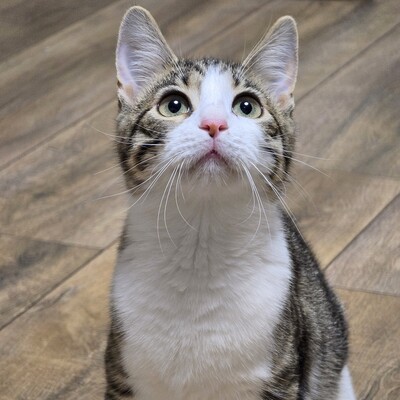 Kätzchen Sally hat schon ihren Koffer gepackt, EKH Jungtier - Katze