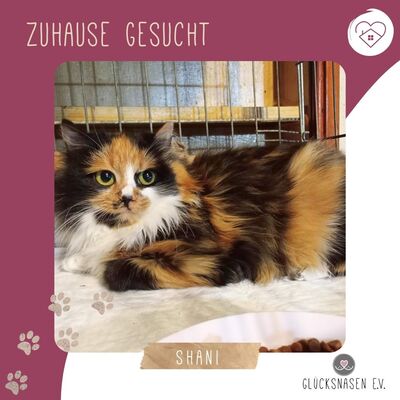 Kätzchen Shani möchte gern ankommen, EKH Jungtier - Katze