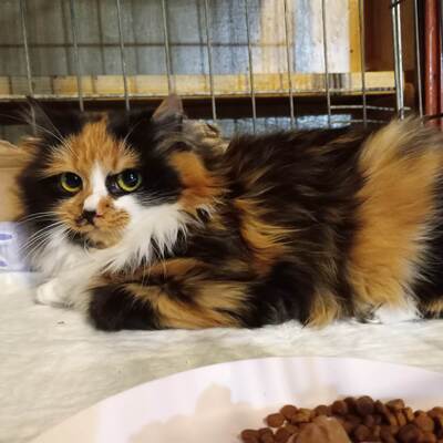 Kätzchen Shani möchte gern ankommen, EKH Jungtier - Katze