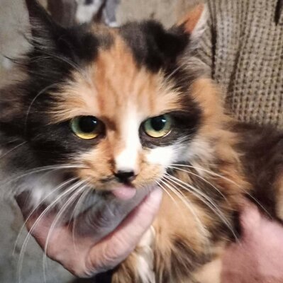 Kätzchen Shani möchte gern ankommen, EKH Jungtier - Katze