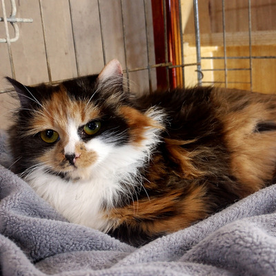 Kätzchen Shani möchte gern ankommen, EKH Jungtier - Katze