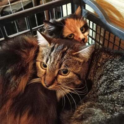 Kätzchen Shani möchte gern ankommen, EKH Jungtier - Katze