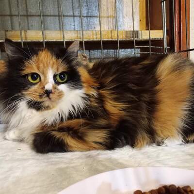 Kätzchen Shani sucht Dich zum kuscheln, EKH - Katze