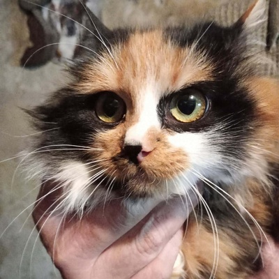 Kätzchen Shani sucht Dich zum kuscheln, EKH - Katze