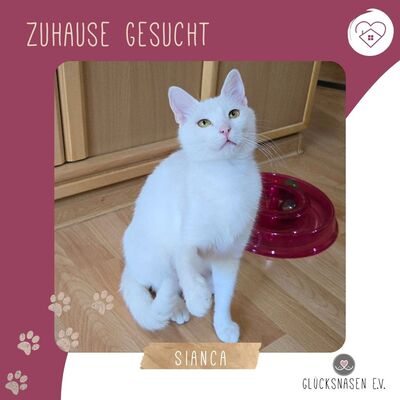 Kätzchen Sianca mag Menschen sehr, EKH Jungtier - Katze
