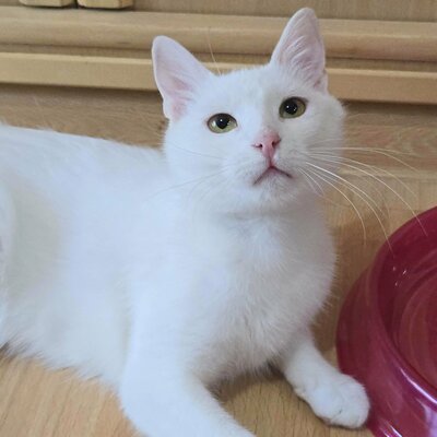 Kätzchen Sianca mag Menschen sehr, EKH Jungtier - Katze