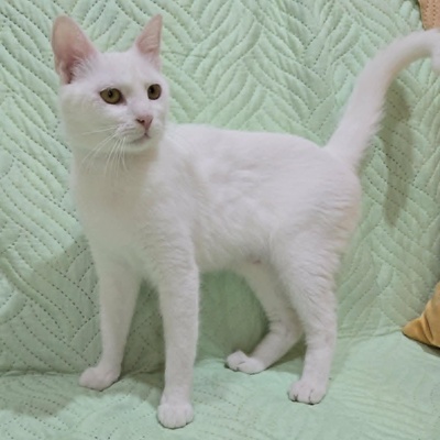 Kätzchen Sianca mag Menschen sehr, EKH Jungtier - Katze