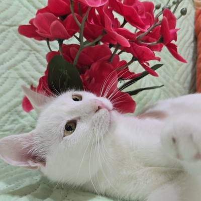 Kätzchen Sianca mag Menschen sehr, EKH Jungtier - Katze