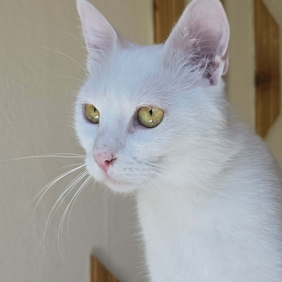 Kätzchen Sianca mag Menschen sehr, EKH Jungtier - Katze