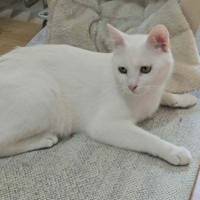 Kätzchen Sianca mag Menschen sehr, EKH Jungtier - Katze