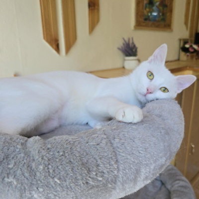 Kätzchen Sianca mag Menschen sehr, EKH Jungtier - Katze