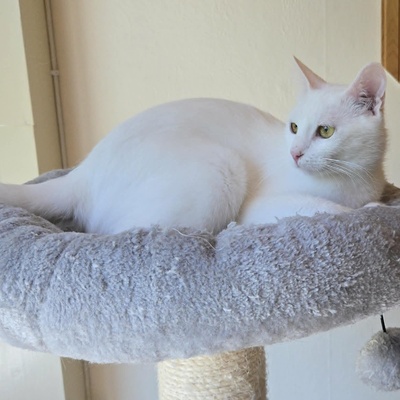 Kätzchen Sianca mag Menschen sehr, EKH Jungtier - Katze
