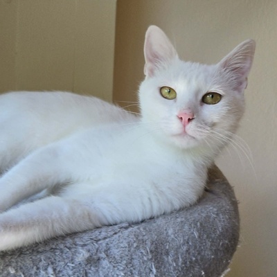 Kätzchen Sianca mag Menschen sehr, EKH Jungtier - Katze