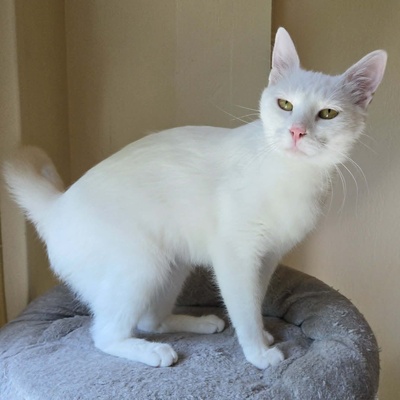 Kätzchen Sianca mag Menschen sehr, EKH Jungtier - Katze