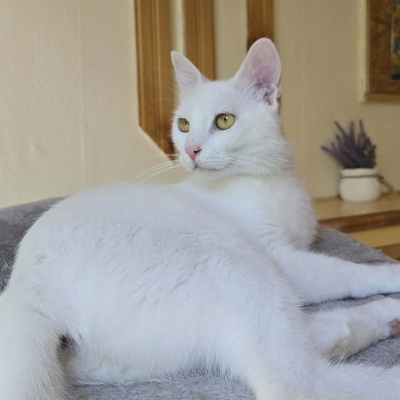 Kätzchen Sianca mag Menschen sehr, EKH Jungtier - Katze