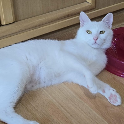 Kätzchen Sianca mag Menschen sehr, EKH Jungtier - Katze
