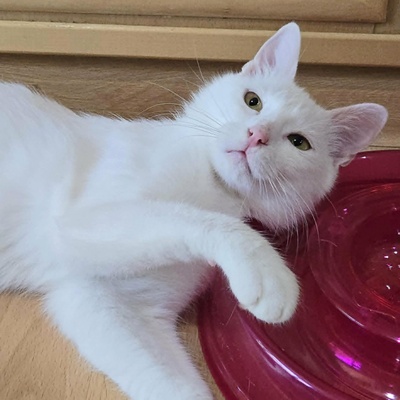 Kätzchen Sianca mag Menschen sehr, EKH Jungtier - Katze