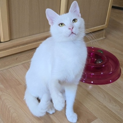 Kätzchen Sianca mag Menschen sehr, EKH Jungtier - Katze